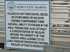 Please Do Not Feed Ducks