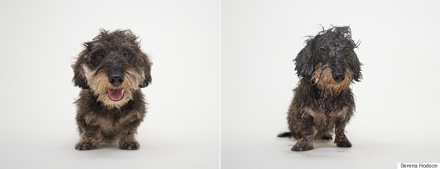 wet dog