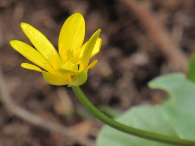 西山の花巡り ヒメリュウキンカ ヤマナラシ