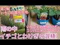 √無料でダウンロード！ ��チゴ コンパニオン プランツ 332684-イチゴ コンパニオン プランツ