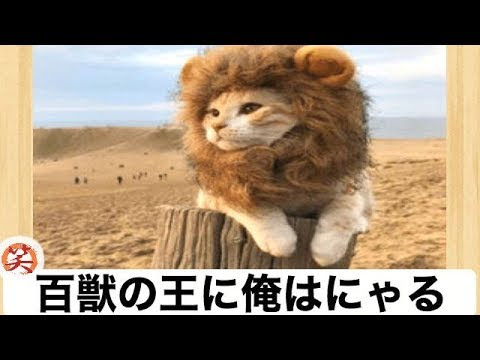 犬猫動画 ボケて殿堂入りおもしろボケ動画で牛乳吹いたw 932 長さ 10 57 犬猫おもしろ動画まとめ