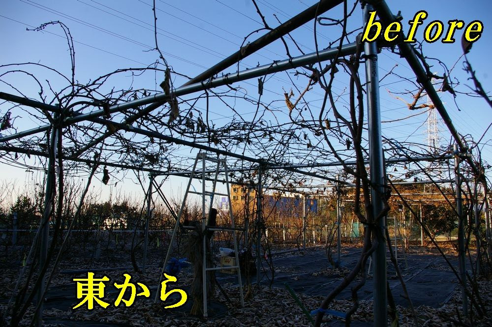 下の畑２のキウイ棚剪定 キウイ剪定完了 ウイークエンド果樹栽培 トピックス