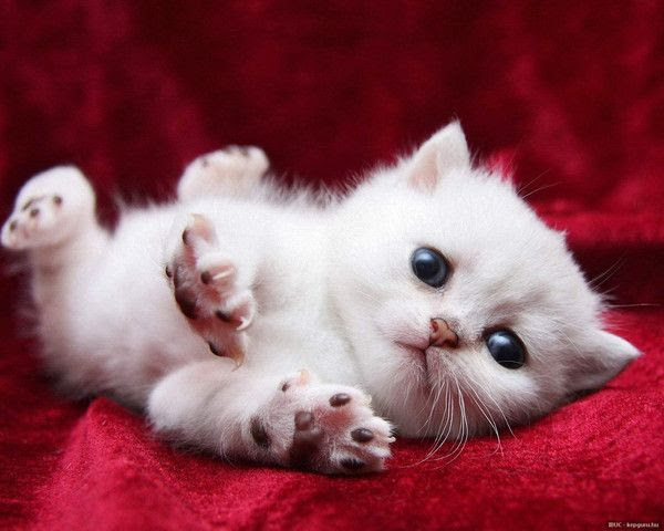 Chaton Blanc