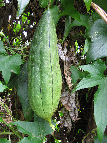 Patola Luffa Gourd Production Guide