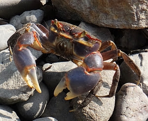雑魚の水辺 カニの仲間