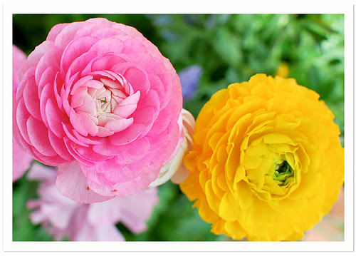Ranunculus