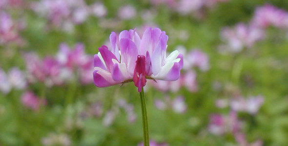 レンゲソウの花と写真 花言葉