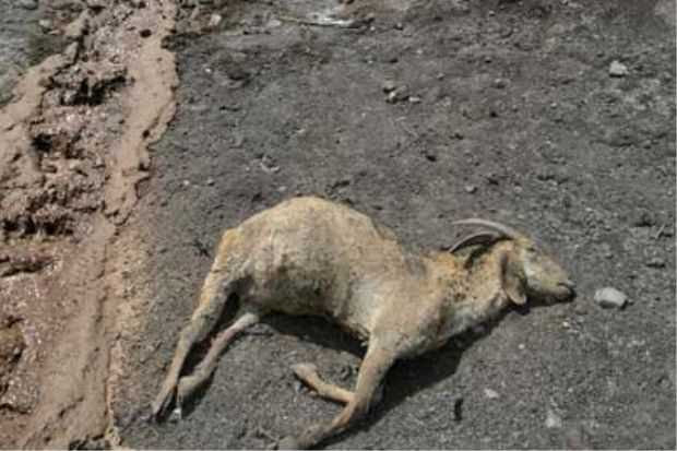 Kerana kambing, wartawan ditahan atas dakwaan memfitnah menteri