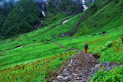 A stony path in the Valley of Flowers....