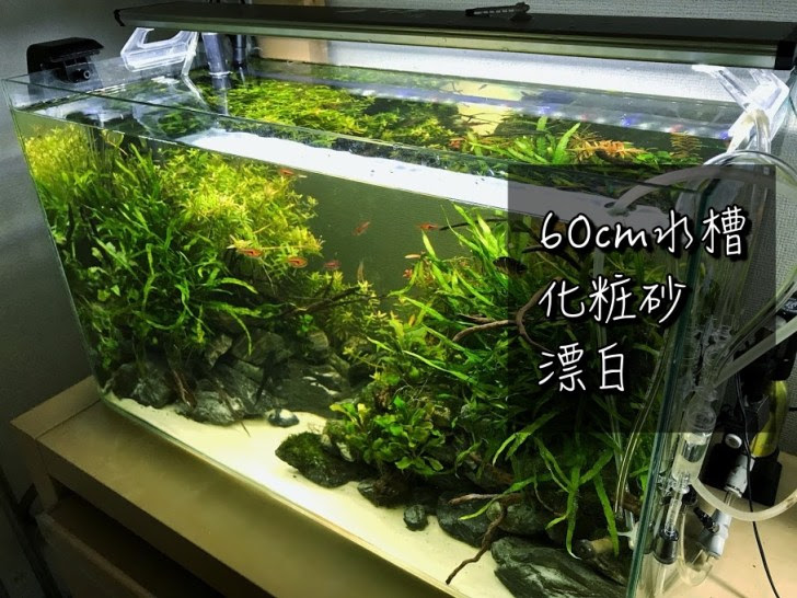 60cm水槽に敷いた白砂 化粧砂 を漂白した話 Aqua24アクアリウム