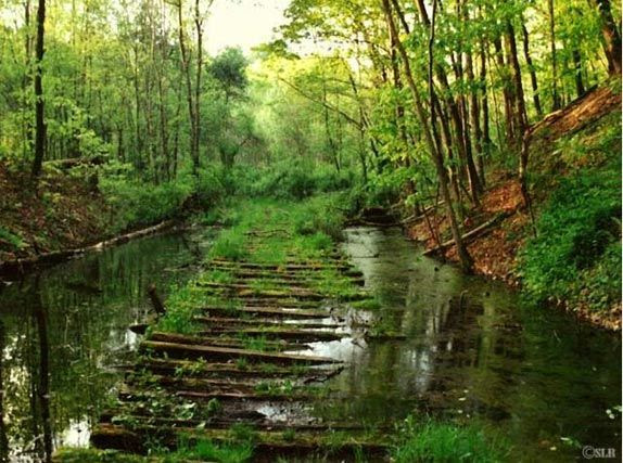 abandoned train tracks Overgrown Railroad Tracks (6)