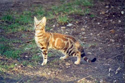Et Si On Parlait Des Chats A Robe Tabby Forum Sur Les Chats