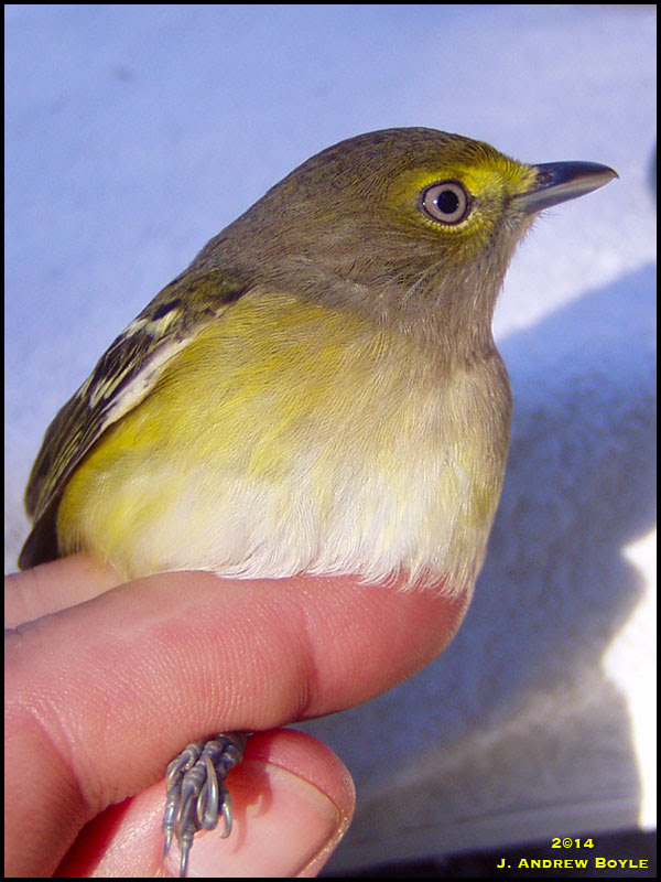 White-eyed Vireo White-eyed Vireo