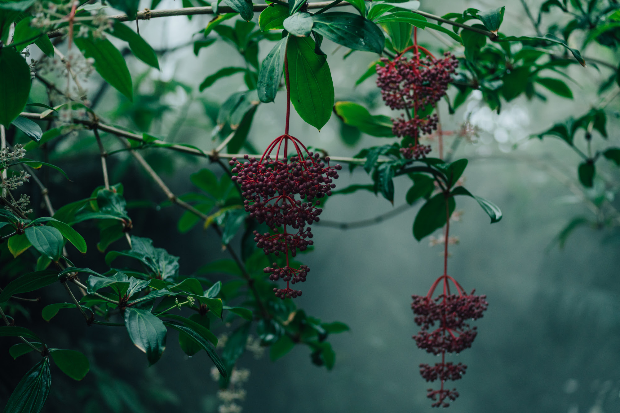板橋区立熱帯環境植物館 Botanical Garden Photography By 下屋敷和文 Sai Kyo Dialogue Line