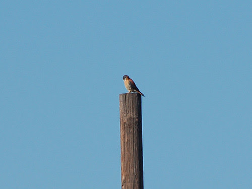 CCNY Kestrel