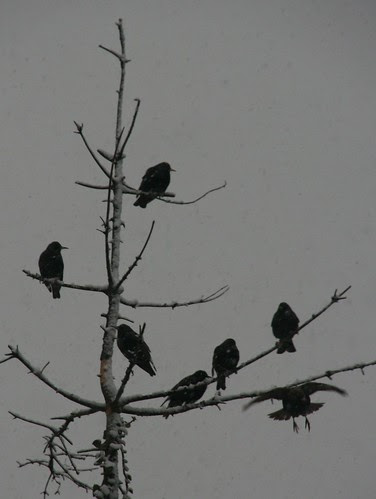 Starlings Gatherimg