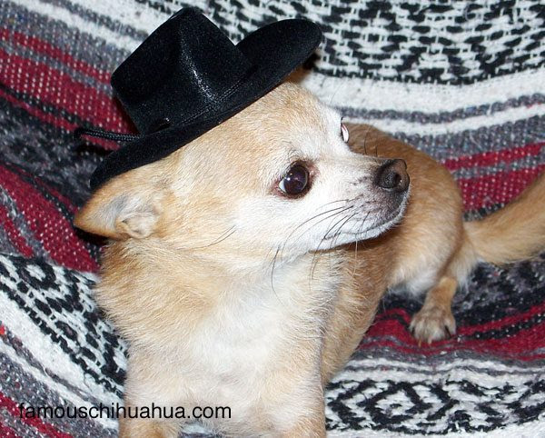 long haired chihuahua mix. Long Hair Chihuahua Mix. long haired chihuahua mix.
