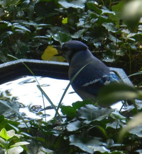 001naturenotesDSCN9325