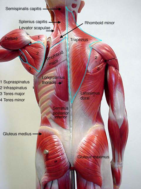 A&P Muscle Models on Pinterest | Physiology, Human Anatomy ...