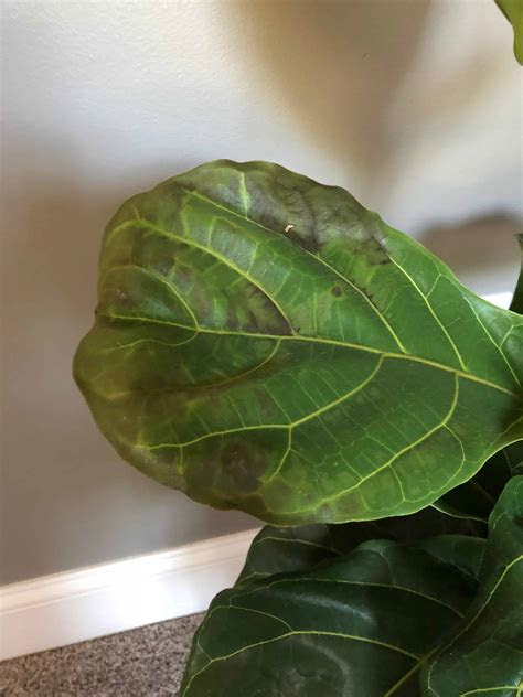 It's a normal, but messy function, and there are ways to control it. Discoloration on leaves | The Fiddle Leaf Fig Plant Resource