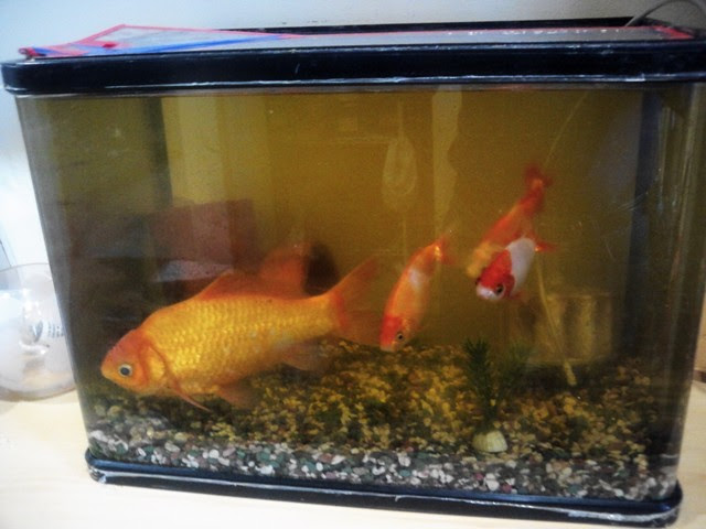 金魚 新ぐんぐんのブログ