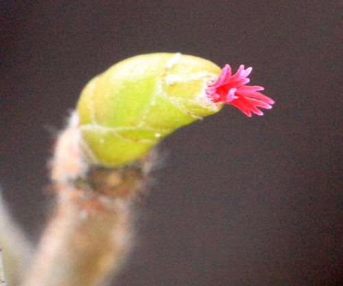 Corkscrew Hazel Flower IMG_7330