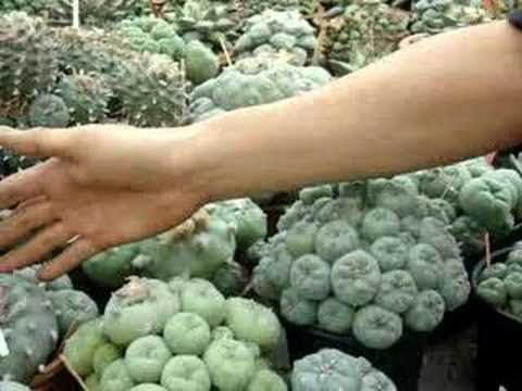 http://i.ytimg.com/vi/xqJ1IBf8ULE/0.jpg