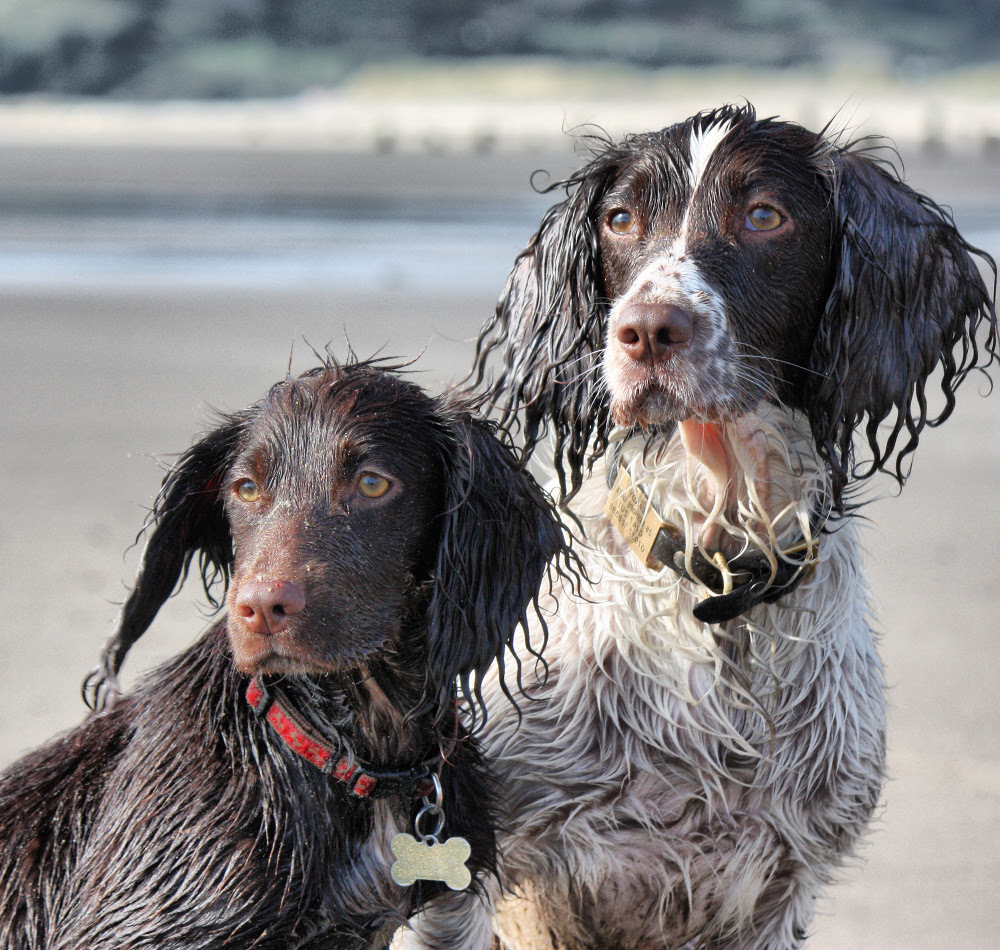Dog training help: teaching your dog impulse control