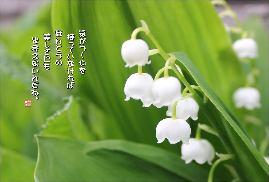 No 465 鈴蘭 花言葉 幸福が訪れる 幸福の再来 純粋 意識しない美しさ なおかつ フォトエッセイ