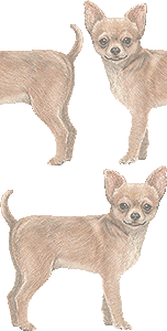 チワワのイラスト 条件付フリー素材集