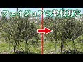 選択した画像 フェイジョア 画像 717010-フェイジョア 画像