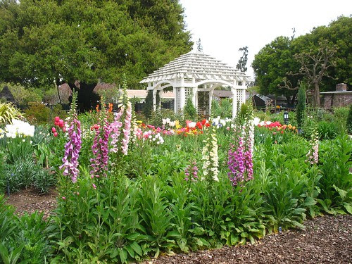 Digitalis (Gamble Garden; Palo Alto, CA)