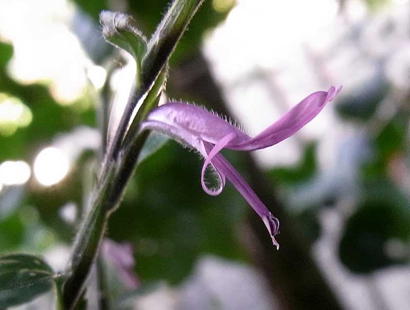 ヒポエステス フィロスタキア Hypoestes Phyllostachya