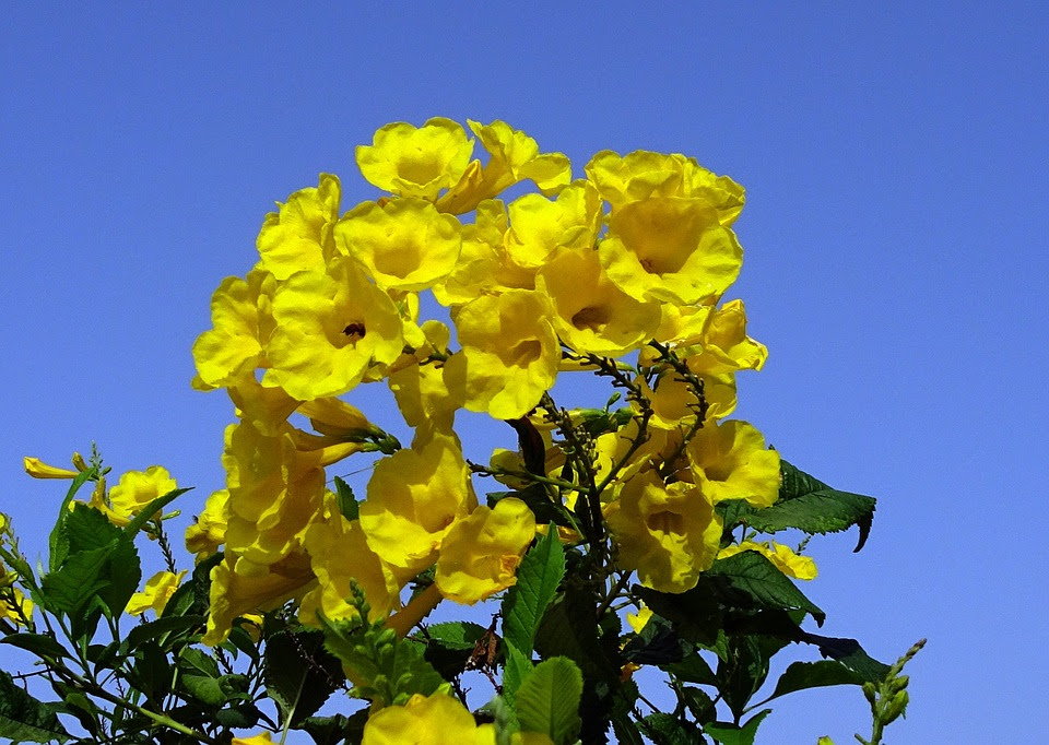 Download Can You Name The National Flower Of The Us Virgin Islands Virgin Islands History