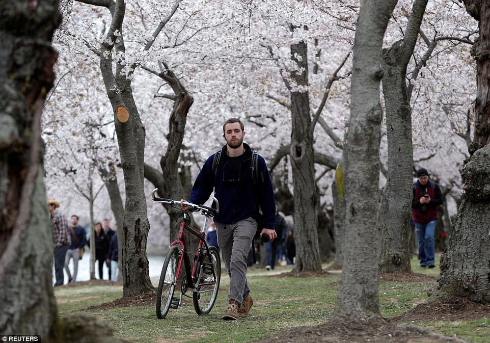 Some of the cherry blossoms bloomed prematurely following unseasonably warm weather in February and early March, only to die following Winter Storm Stella which hit much of the Northeast on March 14