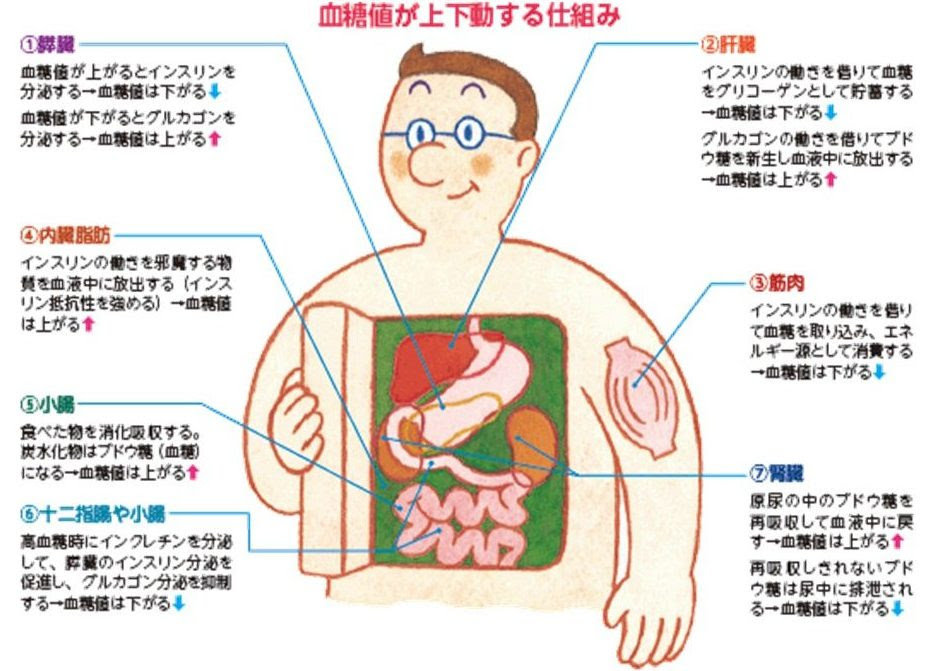 糖尿病 甲状腺疾患の治療について おがたファミリークリニック 病児 病後児保育 Doudou 名古屋市守山区