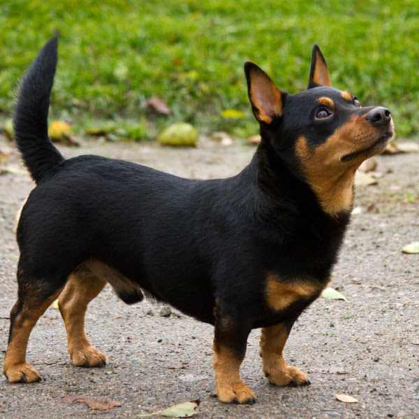 Lancashire Heeler Breed Guide - Learn about the Lancashire ...