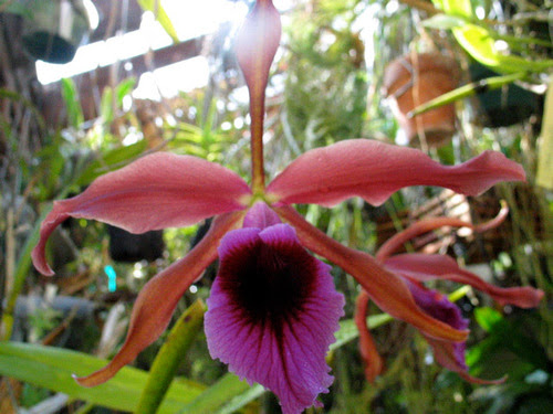 images of rainforest plants