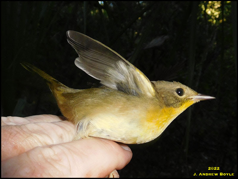 Common Yellowthroat
