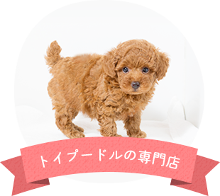 初めてトイプードルを飼う方はお読み下さい プードルドットミー
