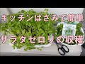 セロリ 育て方 314767