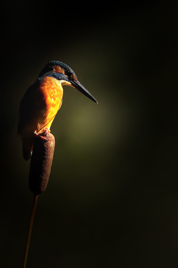 500px favs, rg443