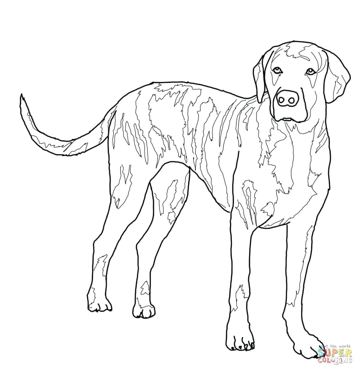 Doberman Drawing at GetDrawings | Free download