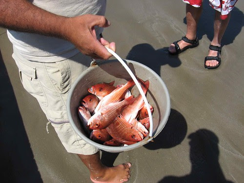 Part of the catch - red snapper