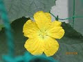 【人気ダウンロード！】 ヘチマの花おばな 180583-ヘチマの花おばな