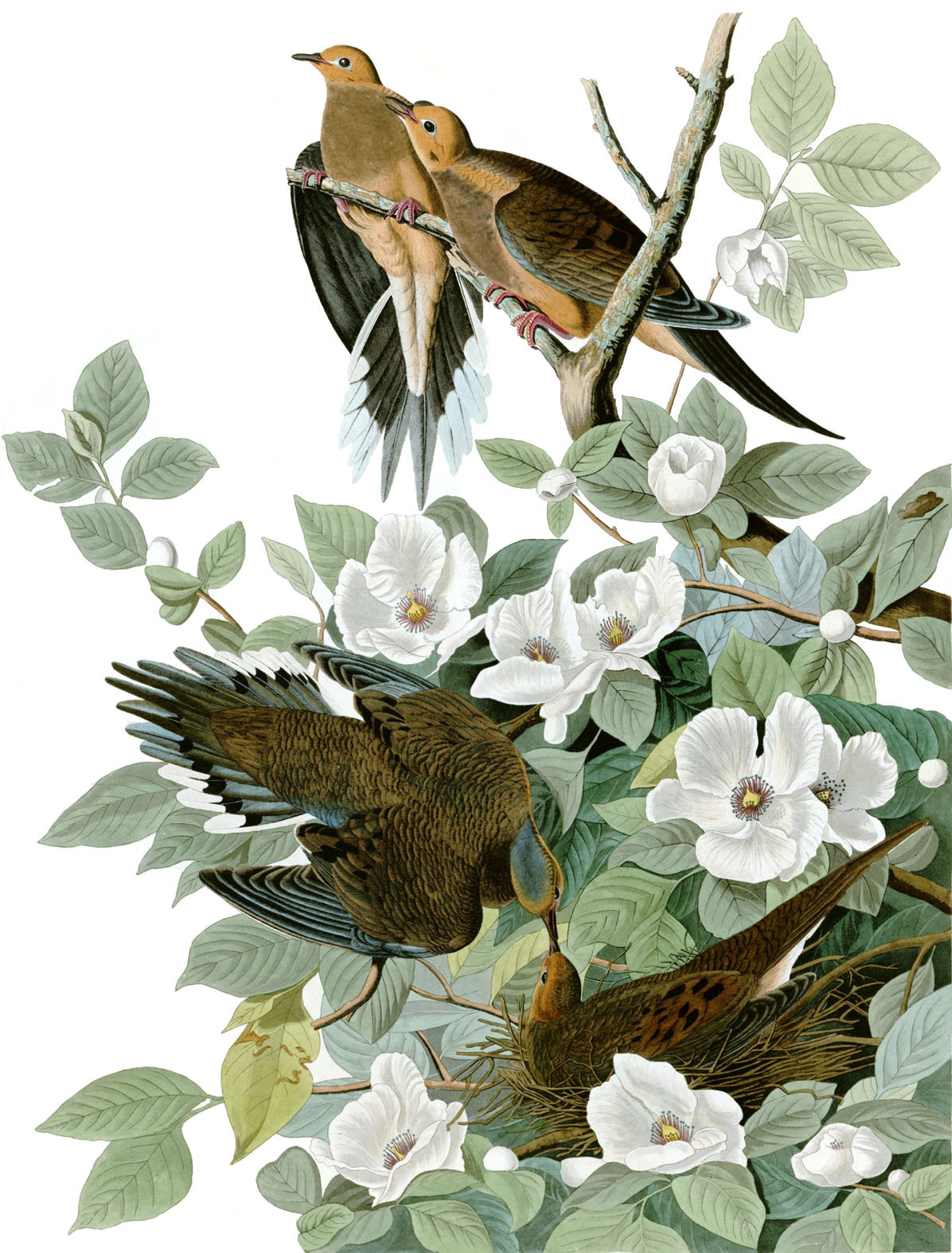 Carolina Turtle Dove