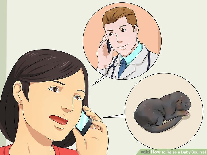 Raise a Baby Squirrel Step 7.jpg