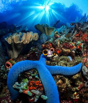 1st Place Reefscape Sun Star by Jeong Sang Keun