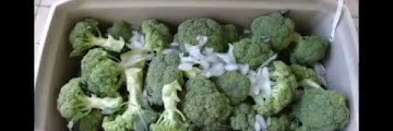 How Long Is Broccoli Good For Free Download Youtube Audio Mp3 and Mp4