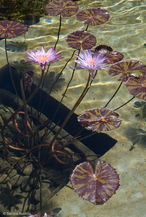 The Getty Villa - Lily pond